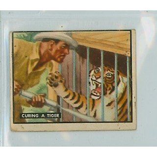 1950 Bring Em Back 81 Curing a Tiger Good to Very Good Entertainment Collectibles