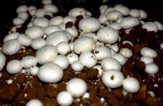 10 Grams(Agaricus Campestris), Approximately 500 inert carrier Seeds Coated with the Button Mushroom Spore See Picture and Product Description  Vegetable Plants  Patio, Lawn & Garden