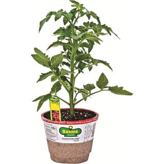 Bonnie 5 in Tomato Plant