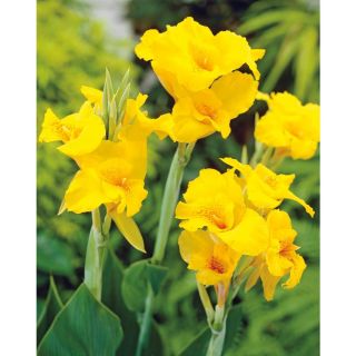 Garden State Bulb 3 Pack Yellow King Humbert Canna Lily (L15849)