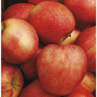 5.98 Gallon Honeycrisp Apple Tree (L11893)