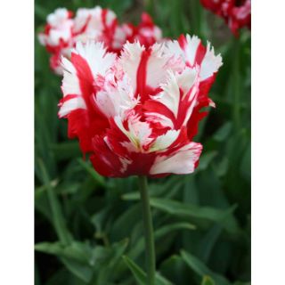 Estella Rijnveld Parrot Tulip Bulbs