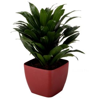 1.25 Quart Janet Craig Compacta in Planter