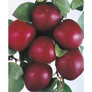 3.74 Gallon Methley Plum Tree (L1198)