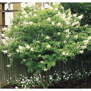 6.96 Gallon White Tardiva Hydrangea Tree (L11835)