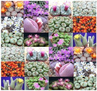 50+ Conophytum Species Mix Seeds   Cactus Mix   House Plants cactus cacti succulent For Greenhouse and Outdoor Too   These seeds are VERY small, each pack of seed will contain more than advertised. But if you are uncomfortable working with VERY small seeds
