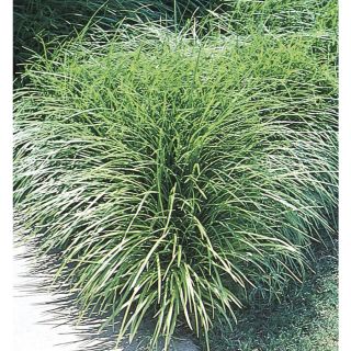 64 Count Mondo Grass (L4050)