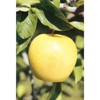 3.25 Gallon Golden Delicious Semi Dwarf Apple Tree (L1275)