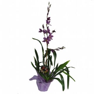 Gubler 1.56 Quart Orchid in Planter
