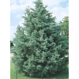 2 Gallon Arizona Cypress (L5089)