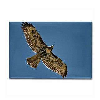 Red Tailed Hawk Rectangle Magnet by bicada