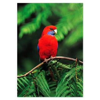 Crimson Rosella, Platycercus el Invitations by ADMIN_CP_GETTY35497297