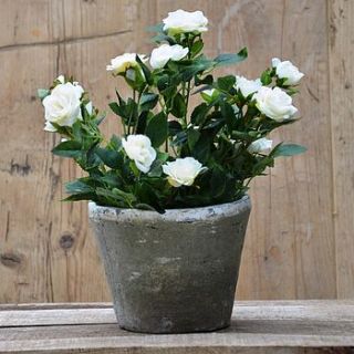 silk potted spray rose plant by funky bunch
