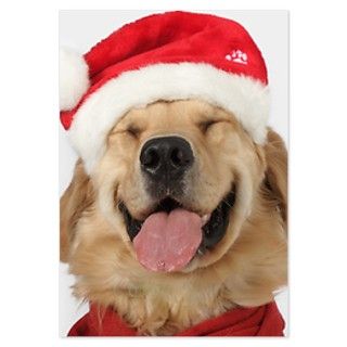 Golden retriever smiling Santa Invitations by ADMIN_CP_GETTY35497297