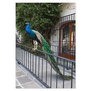 A peacock perched on a railing Invitations by ADMIN_CP_GETTY35497297