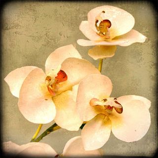 white orchids by rossana novella wall decor