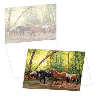 ECOeverywhere In the Creek Boxed Card Set, 12 Cards and Envelopes, 4 x 6 Inches, Multicolored (bc12444)  Blank Postcards 
