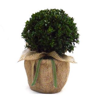 garden plant gift topiary buxus ball by giftaplant