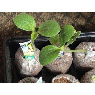 Summer Squash Black Beauty Zucchini Certified Organic Heirloom  Zucchini Plants  Patio, Lawn & Garden