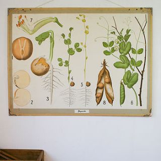 vintage school chart 'pea plant' by bonnie and bell
