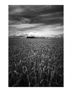 wheat field, black and white print by paul cooklin