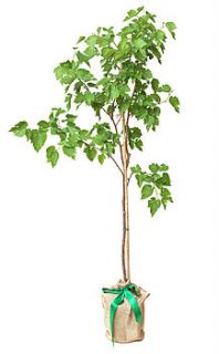 mulberry 'morus nigra' by trees direct