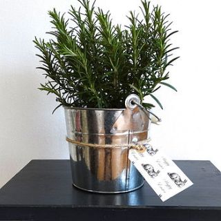 herb gift pots by hopscotch of henley