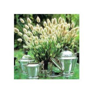BUNNY TAIL GRASS 100 SEEDS BUNNY TAIL GRASS (Lagurus ovatus) a.k.a. Hare's Tail Grass is a mound forming Annual type of ornamental grass. Plants produce attractive creamy puff like heads that look astonishingly like little bunny tails hence the name  