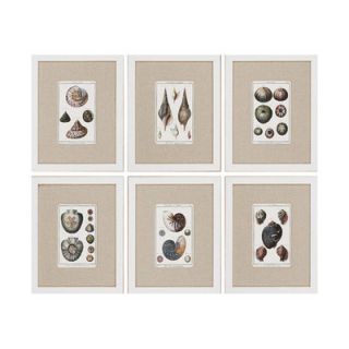 Paragon Sea Shells by Diderot Waterfront Art   15 x 19 (Set of 6)