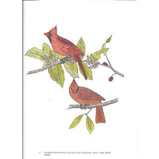 Audubon's Birds of America Coloring Book John James Audubon, Coloring Books 0800759230495 Books