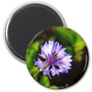 Pretty Purple Cone flower Magnet