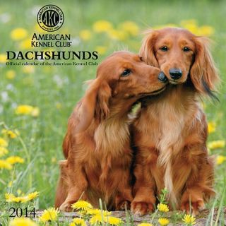 2014 Dachshunds American Kennel Club wall calendar