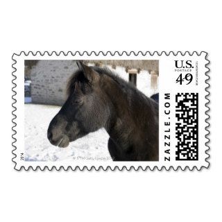 The North Swedish horse is bred norwegian Postage Stamps