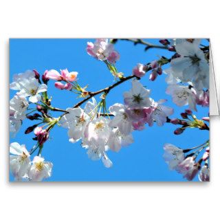 Spring Cherry Blossoms Card