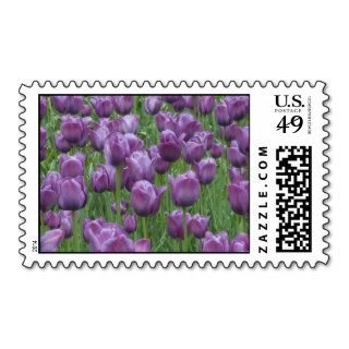 Purple Tulips in Spring Postage   Medium