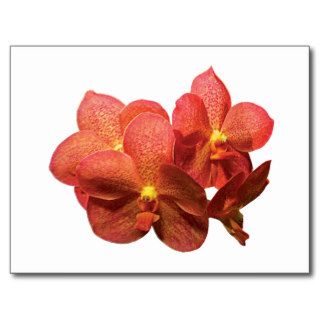 Spotted Orange Orchids Postcard
