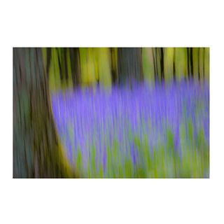 bluebell wood print by ben robson hull photography