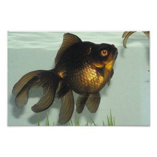 Black moor Goldfish Portfolio Posters