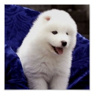 Adorable Fluffy Samoyed Puppy Poster