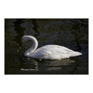 Finland /  Whooper Swan /  National Bird Posters