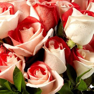 One Dozen Fresh Cut Sweetheart Roses with Vase   Receive Now