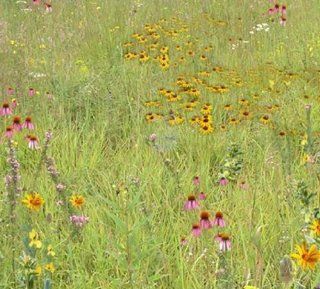 Quail and Pheasant Habitat Mix (Mix 141), 500 Certified Pure Live Seed, True Native Seed  Flowering Plants  Patio, Lawn & Garden