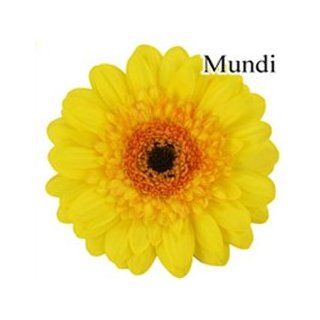 Mundi Mini Gerbera Daisies   140 Stems