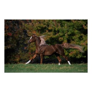 Arab Horse Running in Grassy Field Poster
