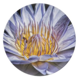 WATER LILY PLATE