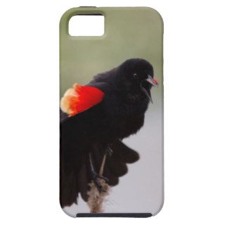 Red winged black bird 2 iPhone 5 cover