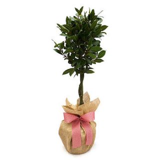 mini stem bay tree by giftaplant