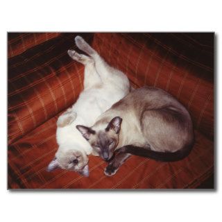 Two Siamese Cats   Seal Point + Tortie Postcard