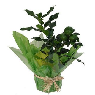 thai cooking gift citrus kaffir lime plant by giftaplant