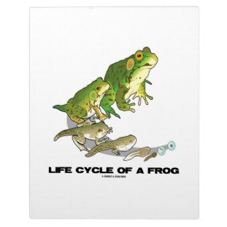Life Cycle Of A Frog (From Egg To Tadpole To Frog) Plaques